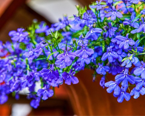 Lobelia przylądkowa (Lobelia erinus)