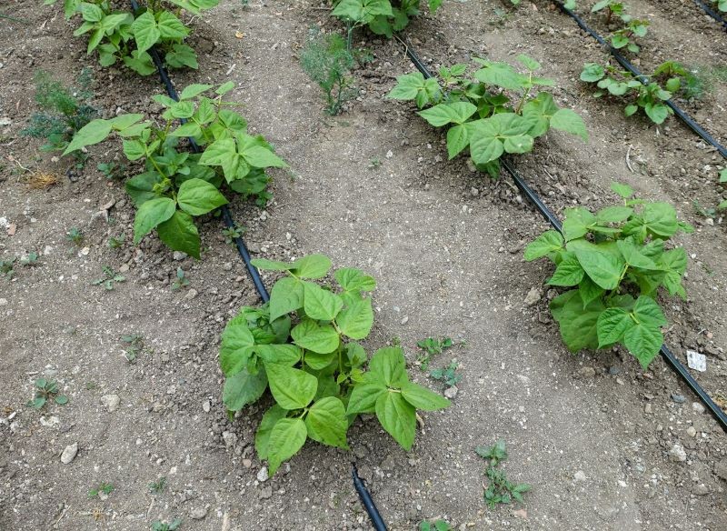 System kropelkowy warto zainstalować w warzywniku.