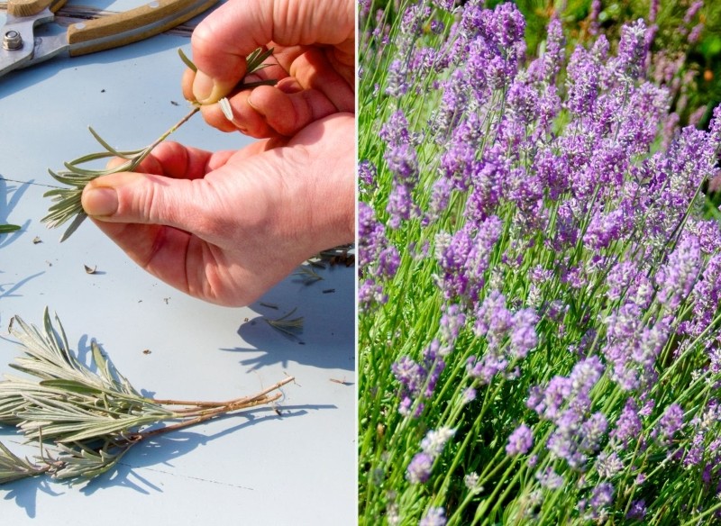 jak rozmnażać lawendę