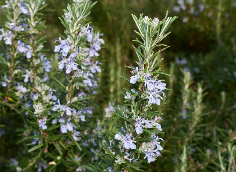 rośliny odstraszające kleszcze 