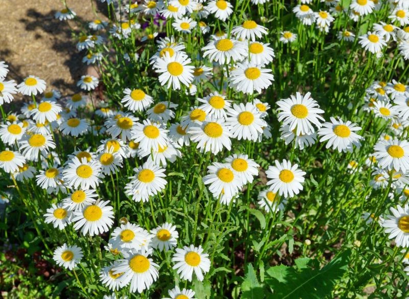 Jastrun właściwy potrzebuje podziału, gdy coraz słabiej kwitnie.