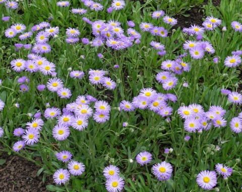 Byliny wieloletnie zimujące w gruncie. Posadzisz raz i masz kwiaty na lata