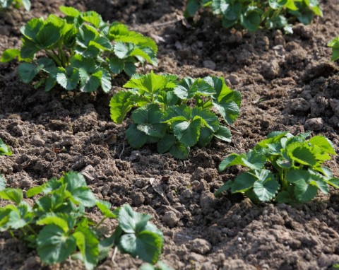 Pielęgnacja truskawek po zbiorach. Usuwanie ściółki, odchwaszczanie i nawożenie