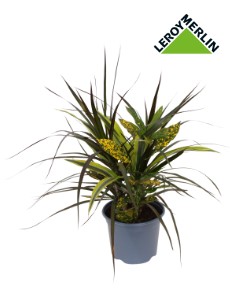 Dracena Tropical Surprise 60-70 cm