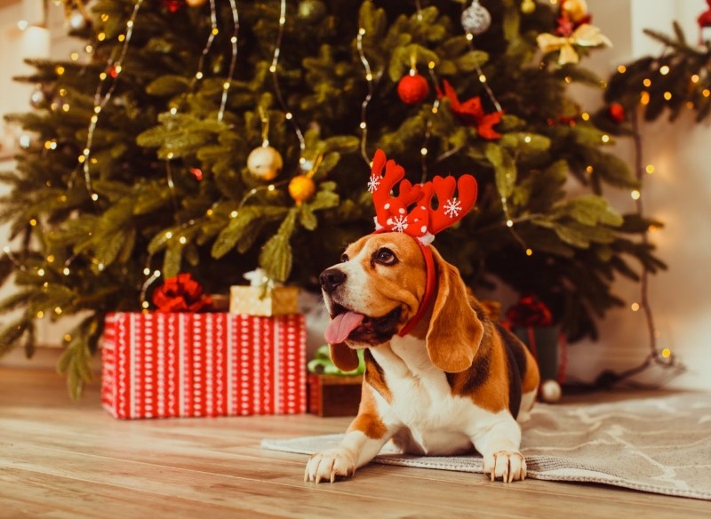 jak pomóc zwierzętom przetrwać sylwestra