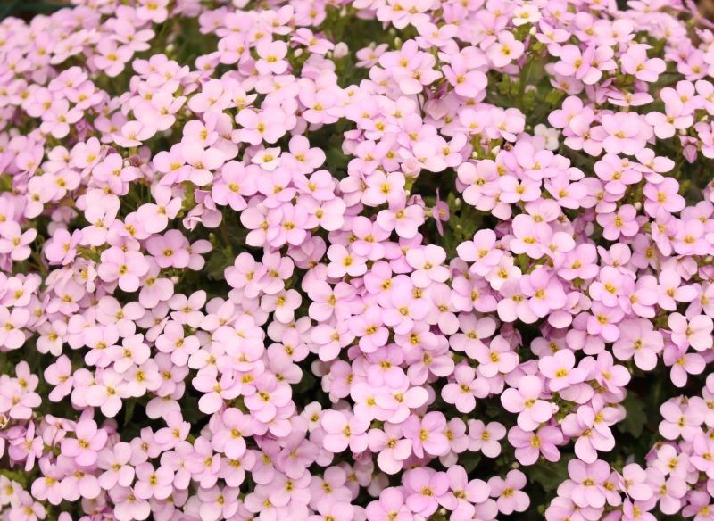 Niektóre odmiany żagwinu mają kwiaty w jasnych kolorach.