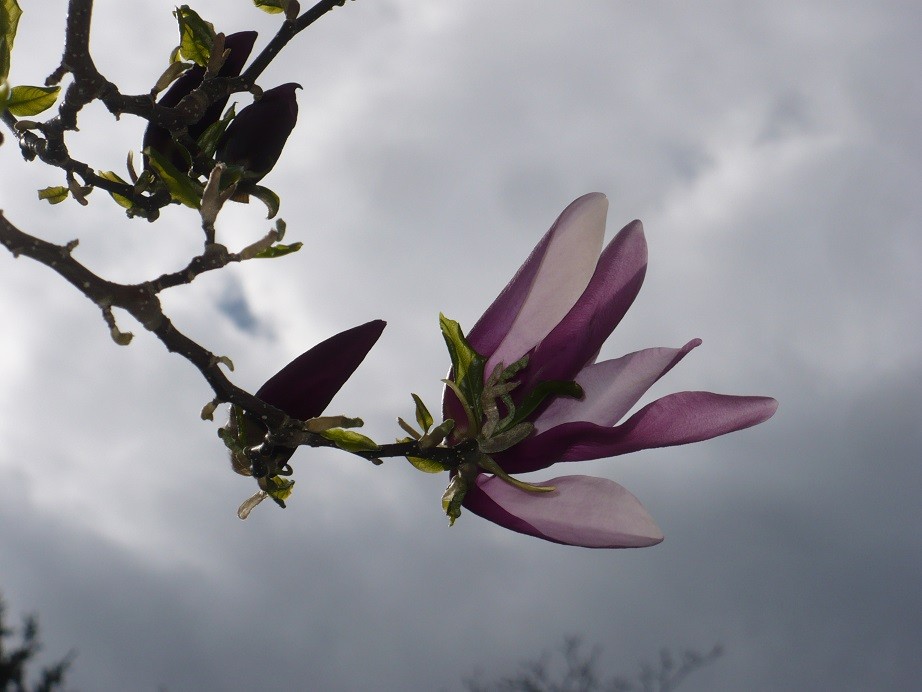 Pozostałe, Czas na majówkę ..........i..........czas na magnolie .......... - ..............i magnolia różowa .............