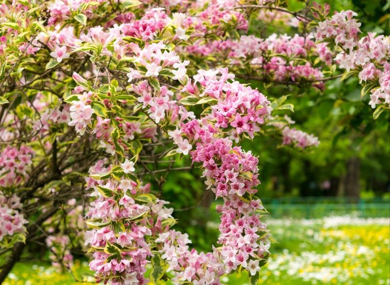 Krzewuszkę trzeba przycinać dwa razy w sezonie.