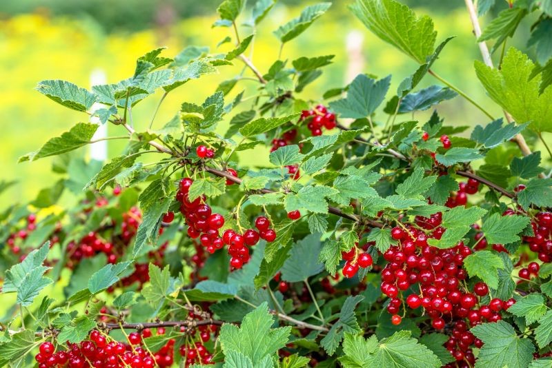 Nawożenie porzeczek po zbiorach jest niezbędne, jeśli chcemy mieć udane zbiory za rok.