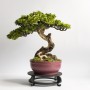 Gabinet, Sztuczne drzewko bonsai zokei - drzewko szczęścia