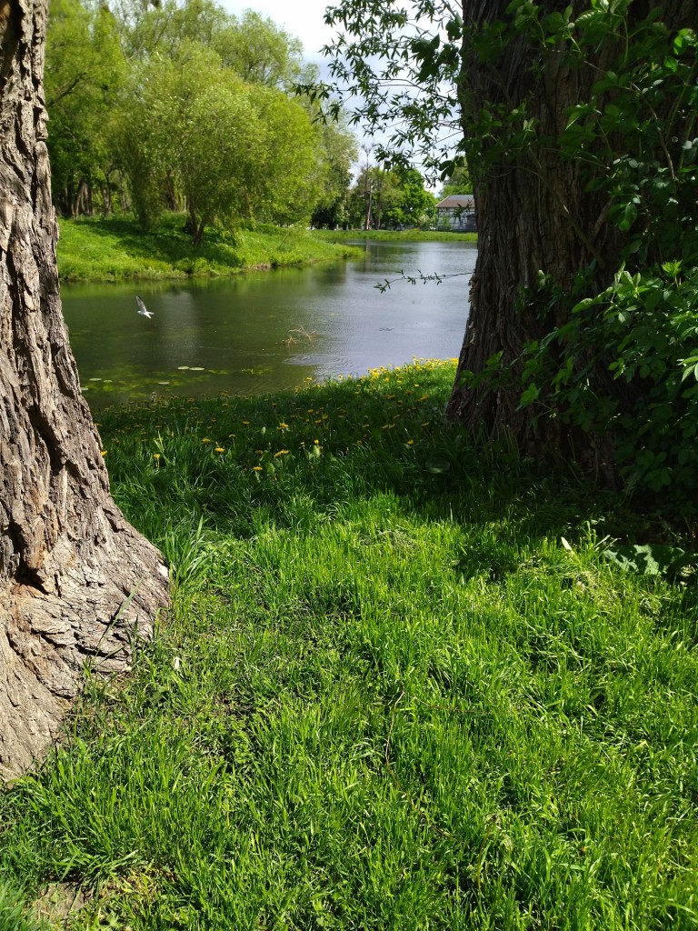 Dekoracje, Róże i bratki na Dzień Matki.............. - .....................i majowy staw...................