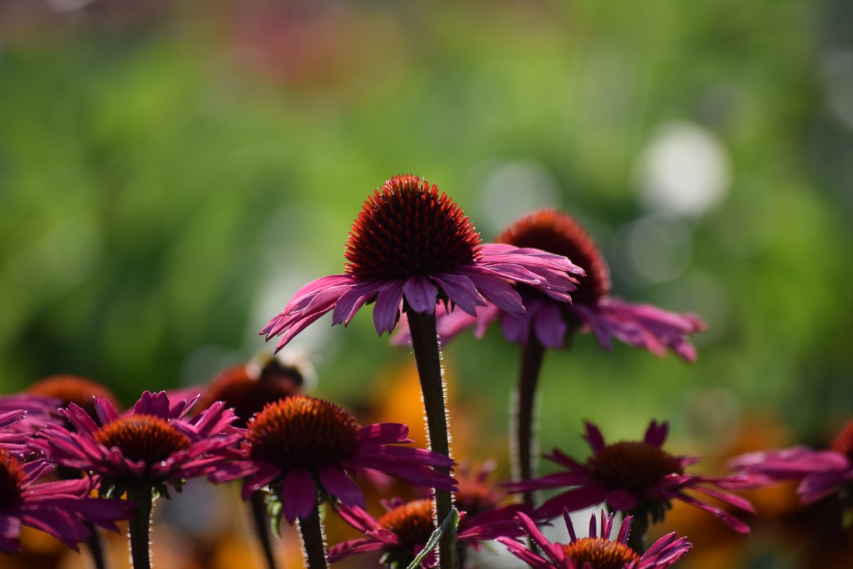 Rośliny, ECHINACEA...