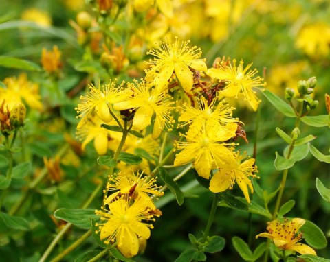 Dziurawiec zwyczajny (Hypericum perforatum)