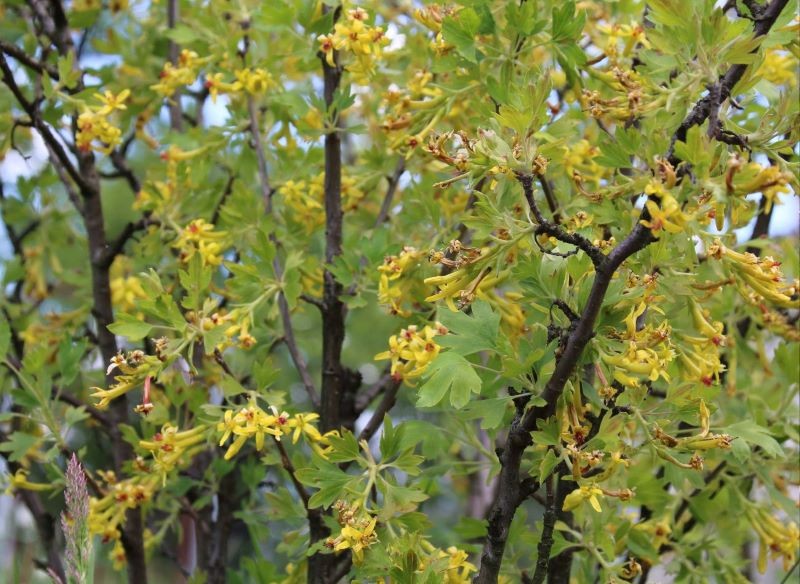 Wczesną wiosną porzeczkoagrest trzeba przyciąć.