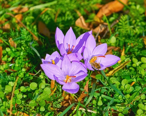 Te piękne kwiaty ożywią późnojesienny ogród. Posadź krokusy jesienne już teraz