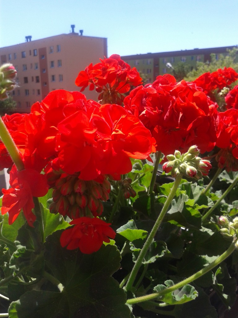 Pozostałe, Na moim balkonie ,czerwone pelargonie:).