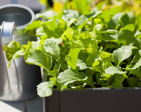 Jak uprawiać warzywniak w skrzyni?