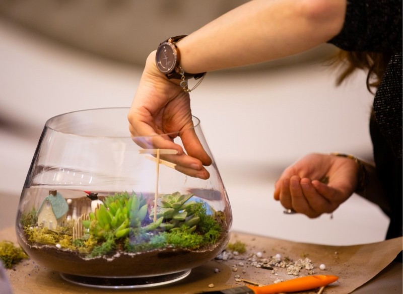 terrarium z roślinami