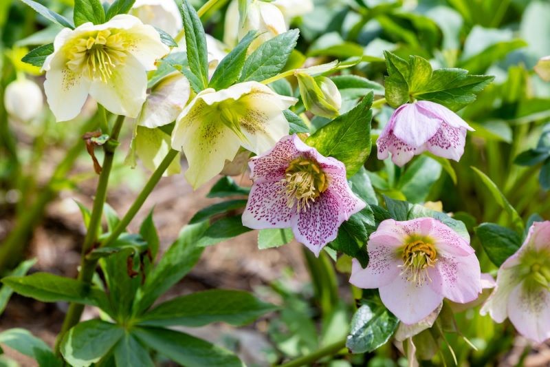 Jak pielęgnować ciemierniki, by długo kwitły?