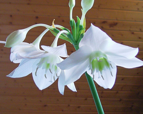 Kwitnie przez kilka miesięcy, cudnie pachnie. Eucharis (lilia amazońska) – uprawa w doniczce