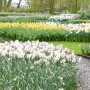 Pozostałe, Keukenhof