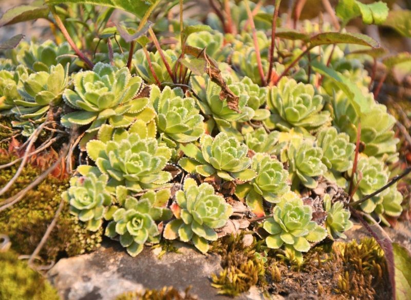 Jednym z ciekawszych gatunków tej rośliny jest skalnica gronkowa.