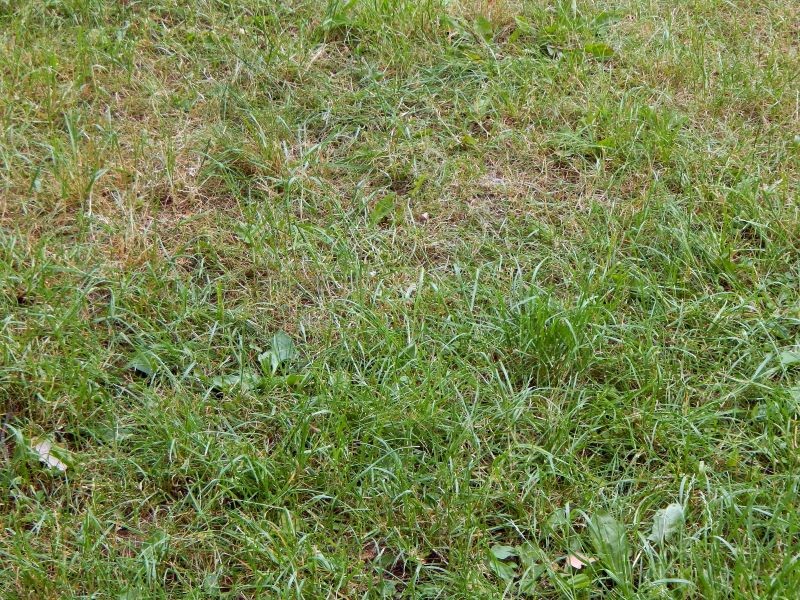 Jak pozbyć się chwastów z trawnika?