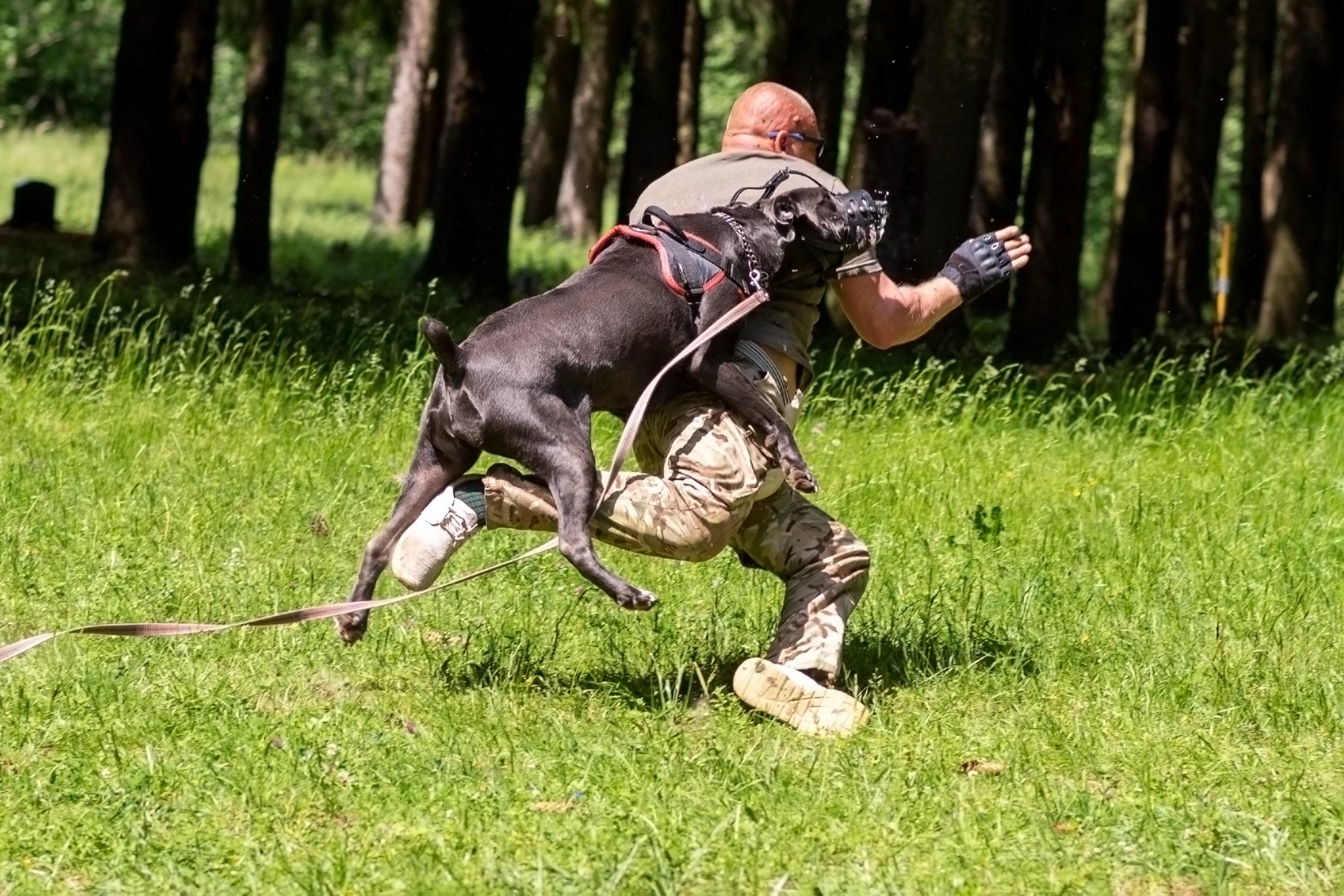 jak się bronić przed atakiem agresywnego psa