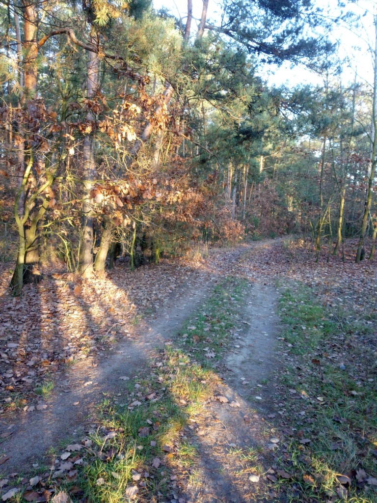 Leśne klimaty, Ostatnie dni prawdziwej jesieni