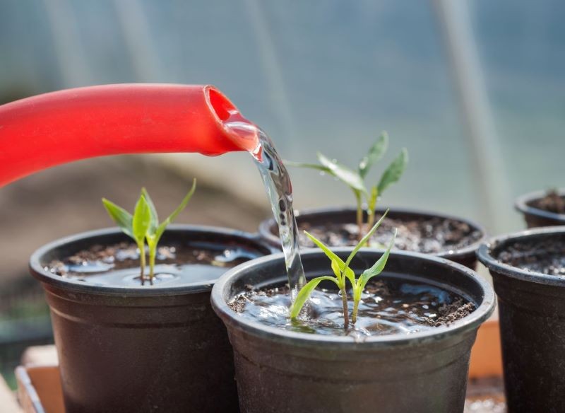 Nawozem z chleba możemy zasilać sadzonki pomidorów.