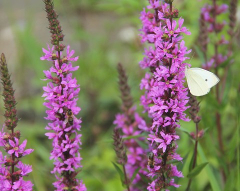 Krwawnica pospolita (Lythrum salicaria)