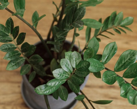 Włóż po jednym od każdej doniczki w domu. Zamiokulkas będzie rósł jak na drożdżach