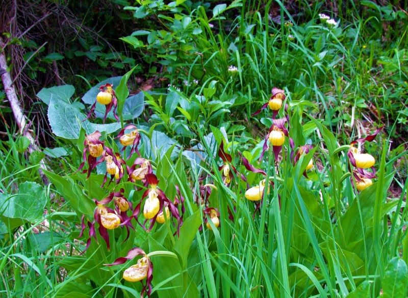 Obuwik pospolity to nasz rodzimy gatunek.