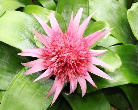 Gdy zakwita, trudno oderwać od niej wzrok. Echmea wstęgowata - pielęgnacja i rozmnażanie