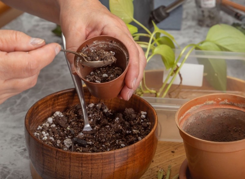 jak przesadzać rośliny doniczkowe na wiosnę