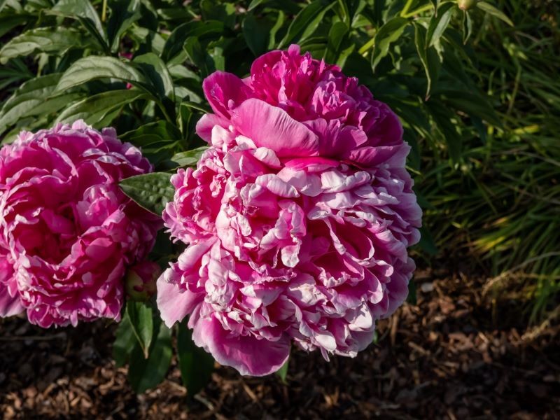 Piwonie możemy podzielić najpóźniej we wrześniu.