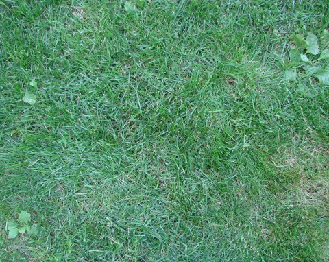 Sposoby na wykorzystanie popiołu z pelletu w ogrodzie. Jak go stosować, by nie zaszkodzić roślinom?