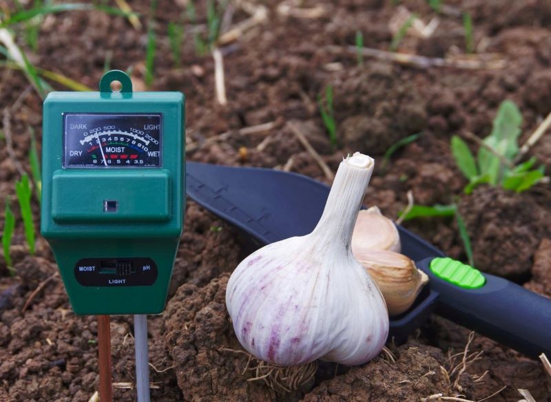 Nie wszystkie rośliny dobrze znoszą waha odczynu podłoża.
