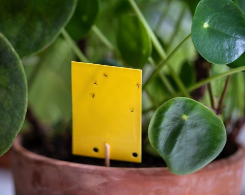 Teściowa pokazała mi sposób na ziemiórki. Byłam sceptyczna, dopóki nie wypróbowałam