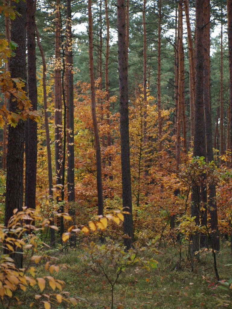 Pozostałe, Liście