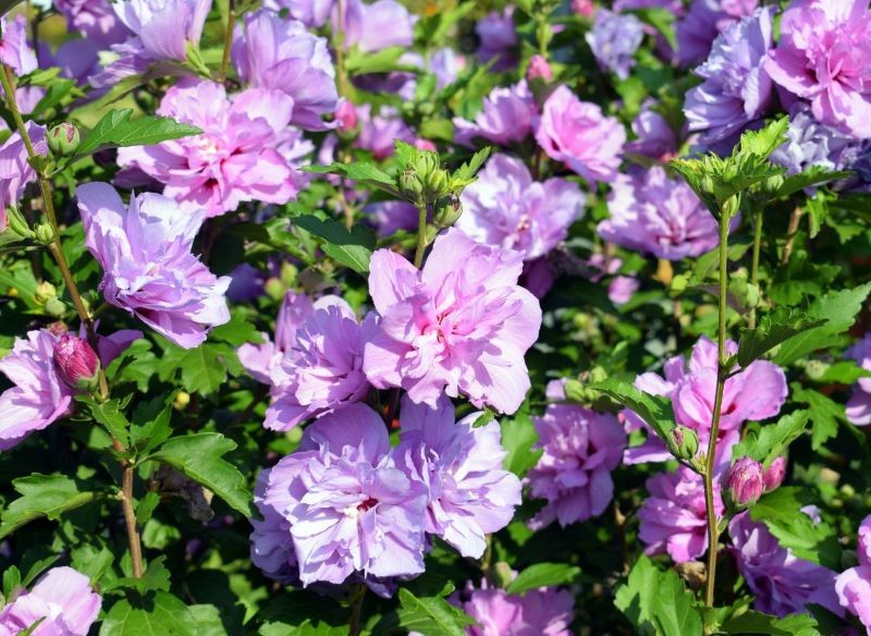 Każda odmiana hibiskusa ogrodowego będzie najlepiej rosła w zacisznym, ciepłym miejscu.