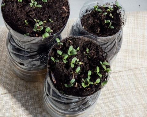 Siew kwiatów, warzyw i bylin metodą winter sowing. 5 rzeczy, które decydują, czy uprawa nam się uda