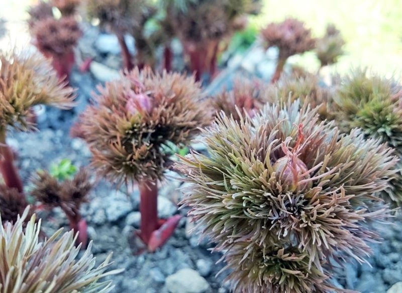 Tak wyglądają młode pędy piwonii delikatnej.