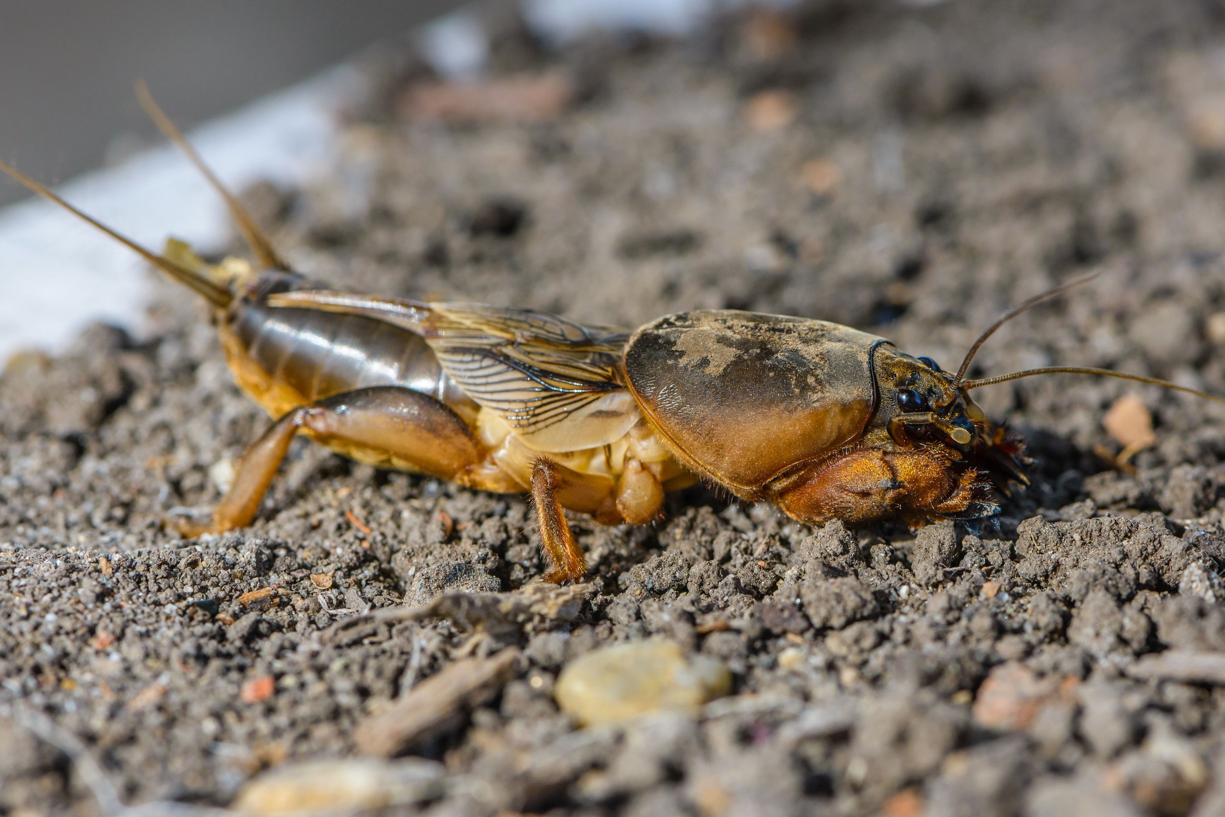Gryllotalpa gryllotalpa