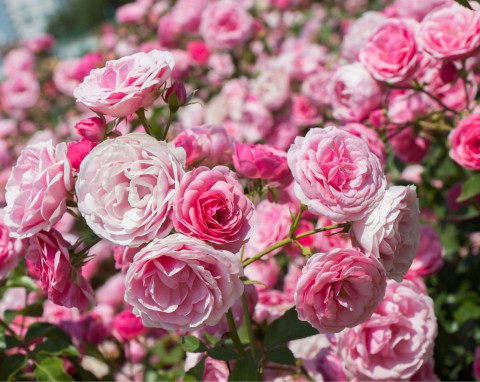 Róża wielkokwiatowa (Rosa L., rodzina Rosaceae)