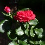 Pozostałe, Lato................ - ...............i najpiękniejsza róża....................