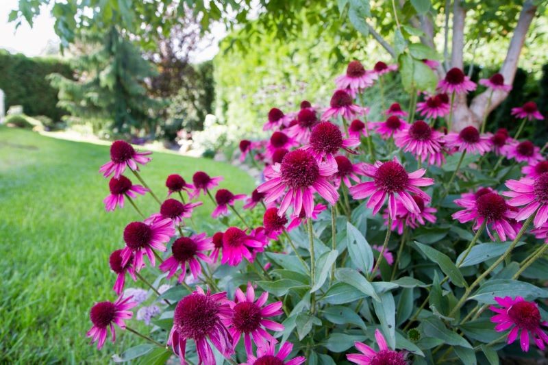 Jeśli chcemy zużywać mniej wody w ogrodzie, wybierzmy kwiaty, które dobrze znoszą suszę, np. jeżówki.