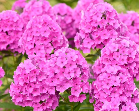 Floks Douglasa (Phlox Douglasii)