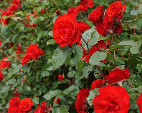 Róża parkowa (Rosa L.)