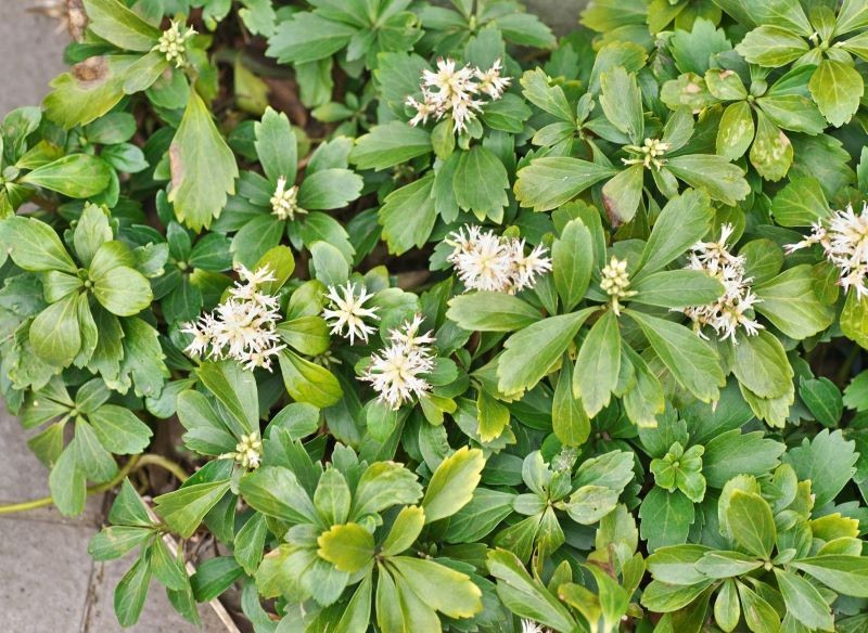 Runianka japońska to świetna propozycja na skalniaki.